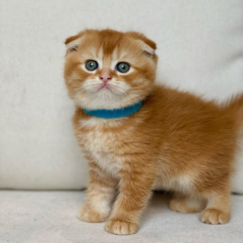 Scottish fold kittens